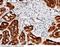 Aminoacylase-1 antibody, 10549-MM02, Sino Biological, Immunohistochemistry frozen image 