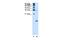 Hemoglobin Subunit Zeta antibody, PA5-42129, Invitrogen Antibodies, Western Blot image 