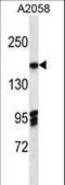 Eukaryotic Translation Initiation Factor 3 Subunit A antibody, LS-C167686, Lifespan Biosciences, Western Blot image 