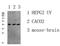 Jun Proto-Oncogene, AP-1 Transcription Factor Subunit antibody, STJ99617, St John