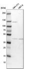 Transcription factor AP-4 antibody, HPA001912, Atlas Antibodies, Western Blot image 