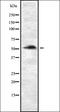 Prolyl 4-Hydroxylase, Transmembrane antibody, orb337044, Biorbyt, Western Blot image 