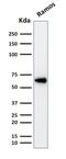 POU Class 2 Homeobox 2 antibody, GTX17727, GeneTex, Western Blot image 