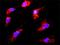 Casein Kinase 1 Epsilon antibody, H00001454-M07, Novus Biologicals, Proximity Ligation Assay image 