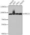 X-Ray Repair Cross Complementing 5 antibody, GTX33290, GeneTex, Western Blot image 