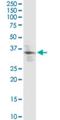 Krueppel-like factor 2 antibody, H00010365-M09, Novus Biologicals, Western Blot image 