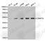 DNA Methyltransferase 3 Like antibody, A2342, ABclonal Technology, Western Blot image 