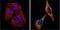 Actin Alpha 2, Smooth Muscle antibody, MA5-11544, Invitrogen Antibodies, Immunofluorescence image 