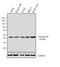 Granzyme B antibody, 701395, Invitrogen Antibodies, Western Blot image 