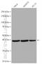 Eukaryotic Translation Initiation Factor 3 Subunit H antibody, 11310-1-AP, Proteintech Group, Western Blot image 