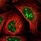 PRP antibody, NBP1-92285, Novus Biologicals, Immunocytochemistry image 