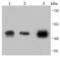 Actin Alpha 2, Smooth Muscle antibody, NBP2-67440, Novus Biologicals, Western Blot image 