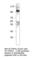 Cell Cycle Associated Protein 1 antibody, CPRN1-101AP, FabGennix, Western Blot image 