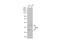 Lipase A, Lysosomal Acid Type antibody, GTX101169, GeneTex, Western Blot image 