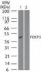 FOXP3 antibody, NB100-56582, Novus Biologicals, Western Blot image 