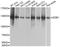 Damage Specific DNA Binding Protein 1 antibody, A3827, ABclonal Technology, Western Blot image 