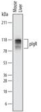 Polymeric Immunoglobulin Receptor antibody, AF2800, R&D Systems, Western Blot image 