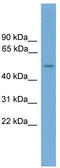 Cell Adhesion Molecule 3 antibody, TA338464, Origene, Western Blot image 