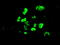 Transcription factor GATA-4 antibody, TA500253, Origene, Immunofluorescence image 