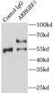 Rho Guanine Nucleotide Exchange Factor 5 antibody, FNab00563, FineTest, Immunoprecipitation image 