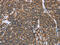 Hypoxia Inducible Factor 1 Subunit Alpha Inhibitor antibody, CSB-PA447962, Cusabio, Immunohistochemistry frozen image 