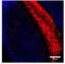 Guanylate Cyclase 2F, Retinal antibody, GTX14789, GeneTex, Immunohistochemistry frozen image 