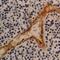 Thrombomodulin antibody, MA1-90642, Invitrogen Antibodies, Immunohistochemistry paraffin image 