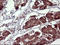 Proopiomelanocortin antibody, LS-C340619, Lifespan Biosciences, Immunohistochemistry paraffin image 