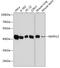 Mitogen-Activated Protein Kinase 12 antibody, 14-764, ProSci, Western Blot image 