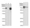 Cellular myelocytomatosis oncogene antibody, orb256348, Biorbyt, Western Blot image 