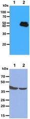 Erk1 antibody, MBS200175, MyBioSource, Western Blot image 