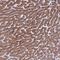 PET117 antibody, PA5-61574, Invitrogen Antibodies, Immunohistochemistry paraffin image 