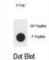 Angiomotin antibody, abx032202, Abbexa, Western Blot image 