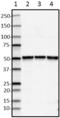 Transcription Factor EB antibody, 852004, BioLegend, Western Blot image 