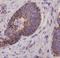 Acid Sensing Ion Channel Subunit Family Member 4 antibody, orb155571, Biorbyt, Immunohistochemistry paraffin image 