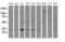 Proteasome Subunit Beta 7 antibody, MA5-25911, Invitrogen Antibodies, Western Blot image 