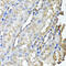 SCY1 Like Pseudokinase 1 antibody, 22-447, ProSci, Immunohistochemistry paraffin image 