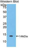 Mucin 5AC, Oligomeric Mucus/Gel-Forming antibody, LS-C295448, Lifespan Biosciences, Western Blot image 