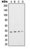 Transcription Factor Dp-2 antibody, orb214655, Biorbyt, Western Blot image 