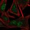 TATA-Box Binding Protein Like 1 antibody, NBP2-49671, Novus Biologicals, Immunofluorescence image 