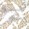 E74 Like ETS Transcription Factor 3 antibody, A6371, ABclonal Technology, Immunohistochemistry paraffin image 