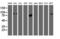 Golgi Membrane Protein 1 antibody, LS-C173645, Lifespan Biosciences, Western Blot image 