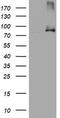 Nibrin antibody, LS-C175646, Lifespan Biosciences, Western Blot image 