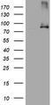 Nibrin antibody, LS-C175646, Lifespan Biosciences, Western Blot image 