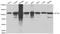 Actinin Alpha 1 antibody, LS-C192414, Lifespan Biosciences, Western Blot image 