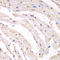 Proteasome Subunit Beta 1 antibody, LS-C331217, Lifespan Biosciences, Immunohistochemistry frozen image 