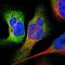 Kynurenine Aminotransferase 1 antibody, NBP1-83316, Novus Biologicals, Immunofluorescence image 