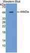 C-X3-C Motif Chemokine Ligand 1 antibody, LS-C299150, Lifespan Biosciences, Western Blot image 