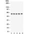 ArfGAP With FG Repeats 1 antibody, R32132, NSJ Bioreagents, Western Blot image 