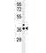 Interferon Regulatory Factor 1 antibody, F41746-0.4ML, NSJ Bioreagents, Western Blot image 